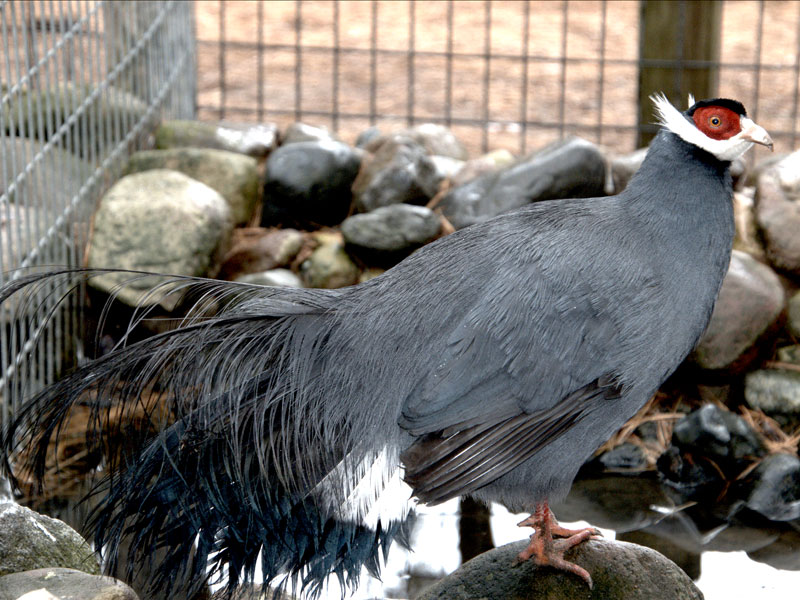   blue-eared-pheasant at GarLyn Zoo